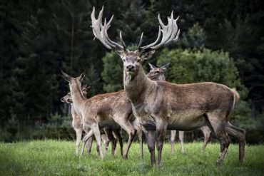 Lehrgang: Tierschutzgerechte Distanzimmobilisation